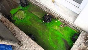 fluorescéine